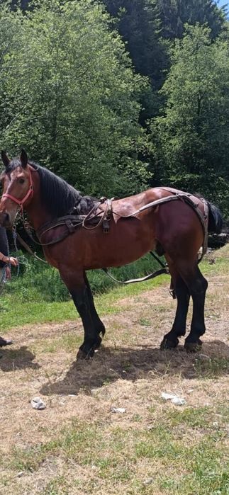 Vând armăsar murg de 3 ani