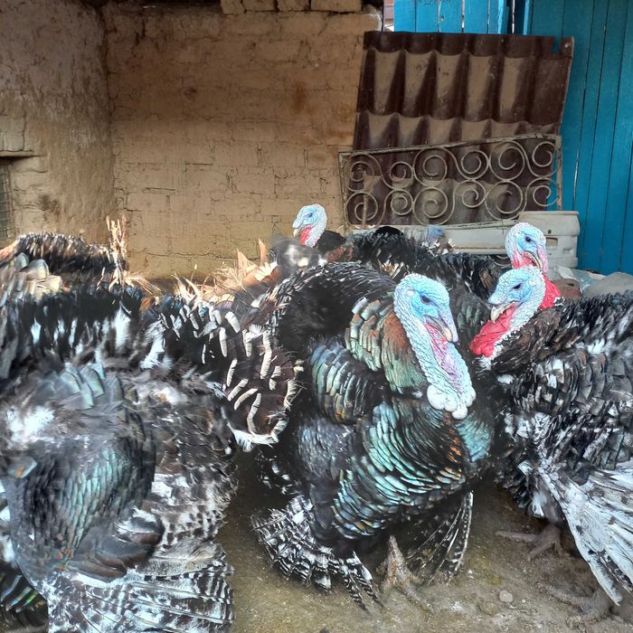 Индюше мясо свежее