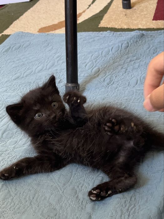 Шотландский Черный котенок