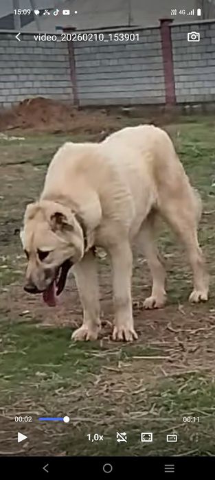 Кушык еркек 9айлык.