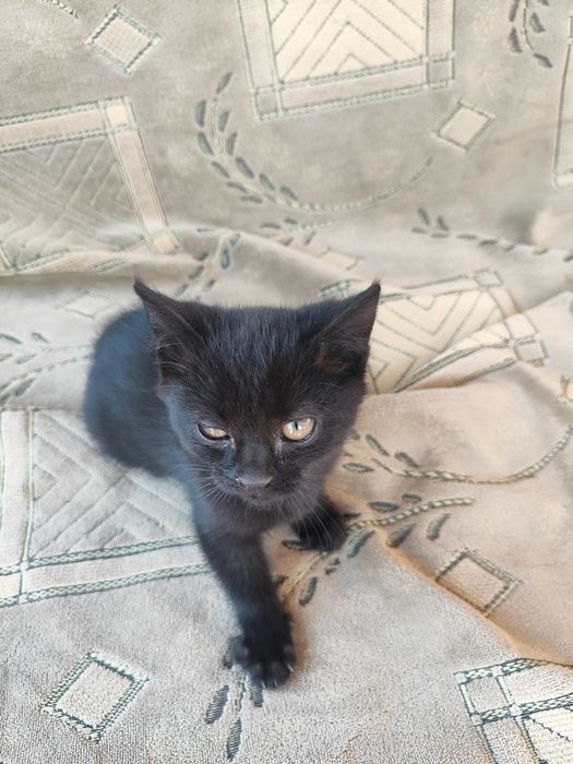 Котята в добрые руки.