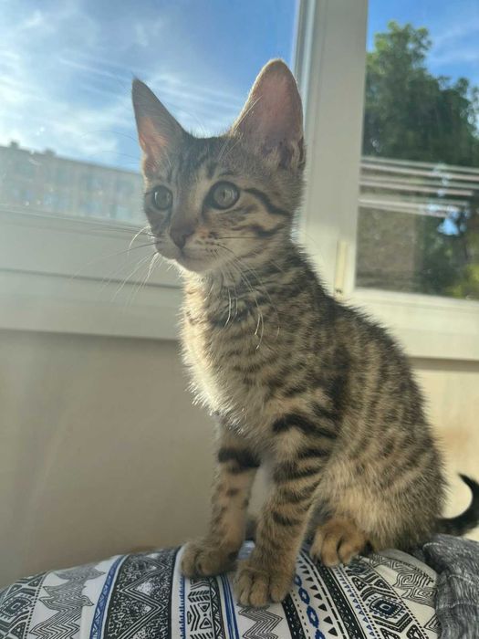 Подарявам мъжко коте на около 3 месеца, обезпаразитено, с хигиенни навици, игриво и добро.