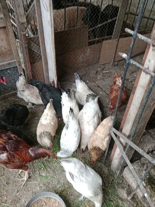 Куры несушки  молодняк