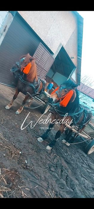 Vând o iapă din două la alegere