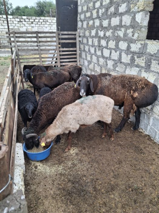 Продам баранов в Актобе