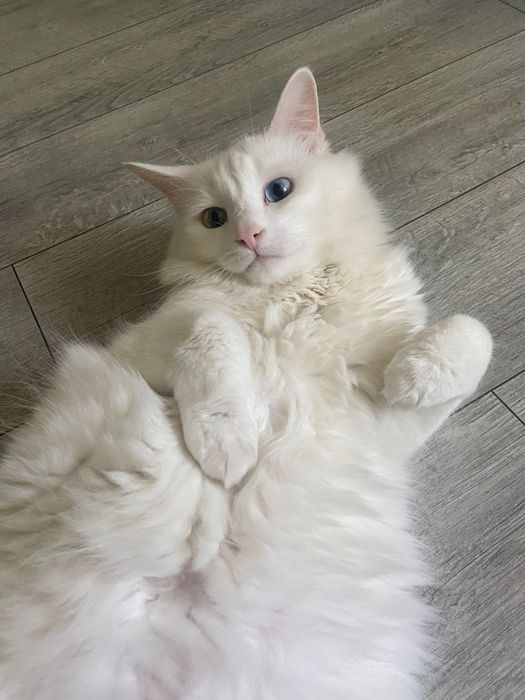 Отдам кота в хорошие руки