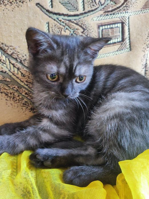 Котёнок шотланка девочка