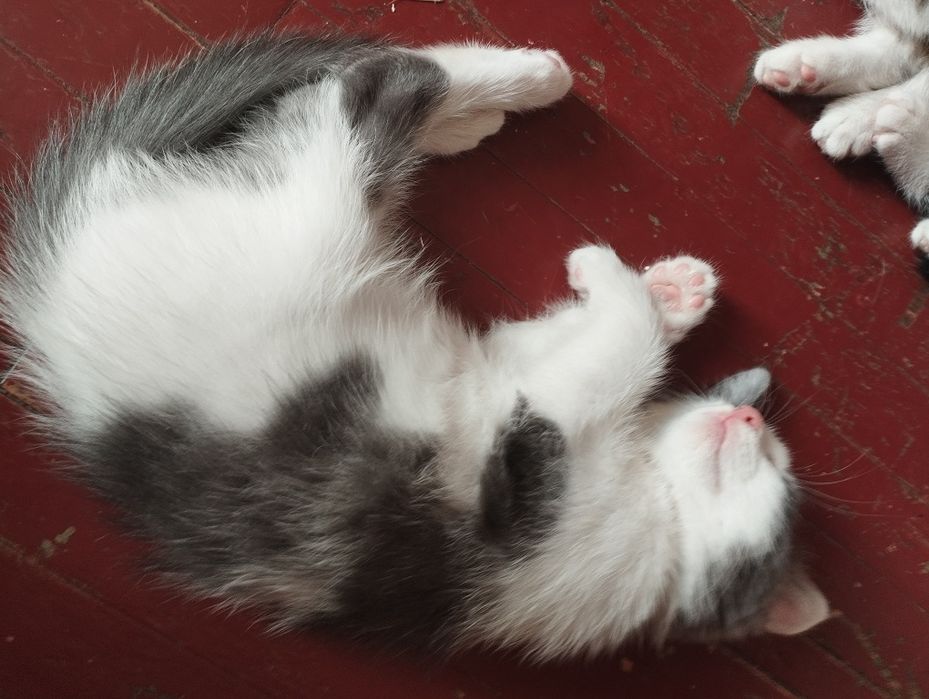 Отдам даром 4котенка,1,5 месяца