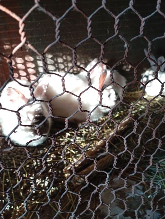 Продам молодых кроликов