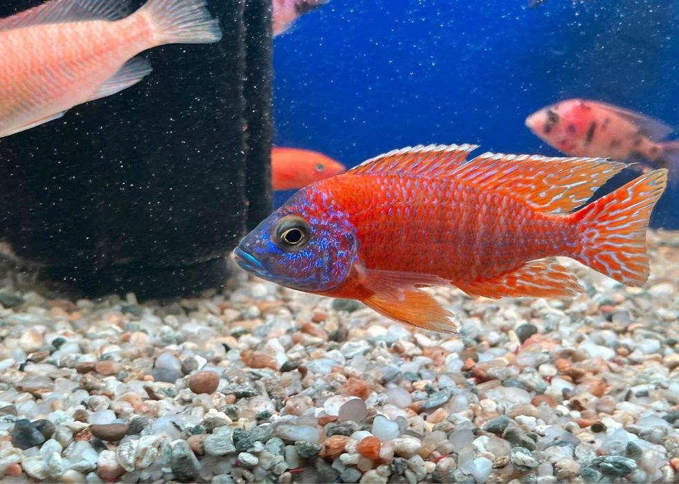 Pesti de acvariu - Aquanick