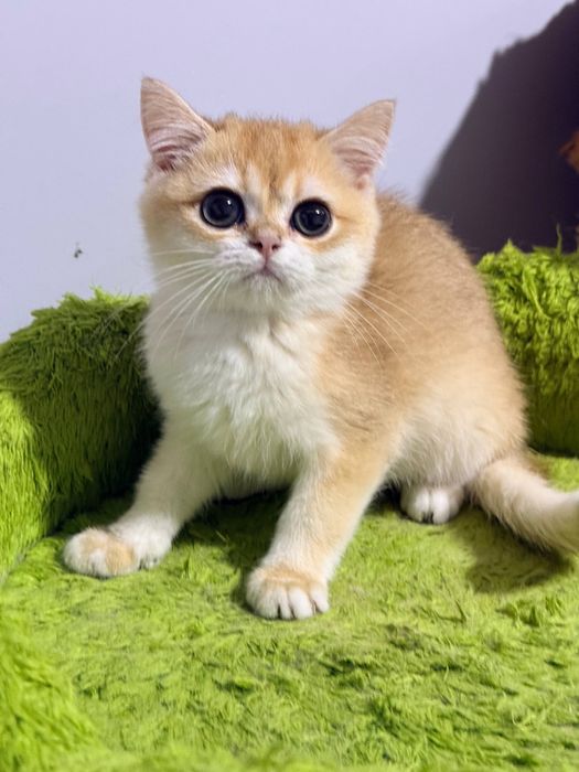 На продаже котенок с окрасом золотистой шиншиллы
