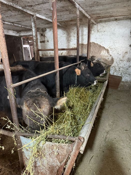 Быки на продажу