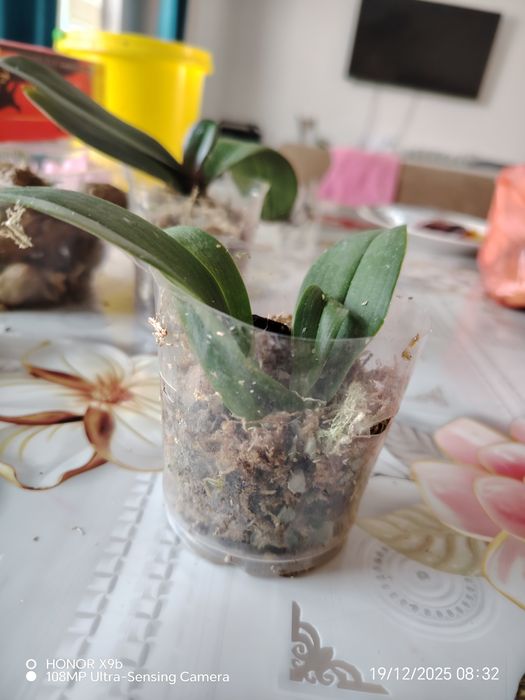 Орхидеии детки азиятские