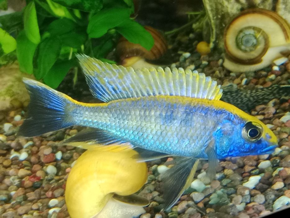 Отофаринкс цихлид