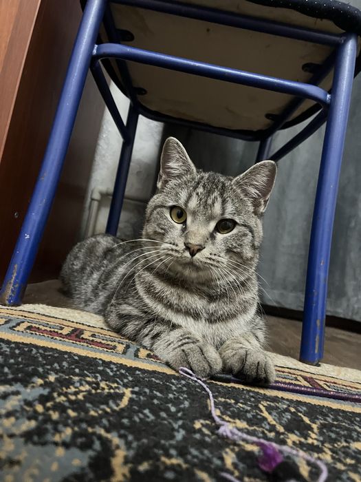 Кто потерял кота