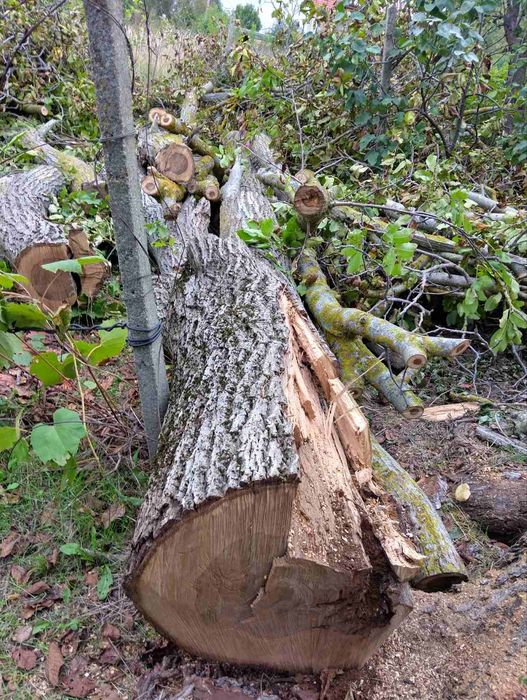 Рязане на дърва 12лв кубик