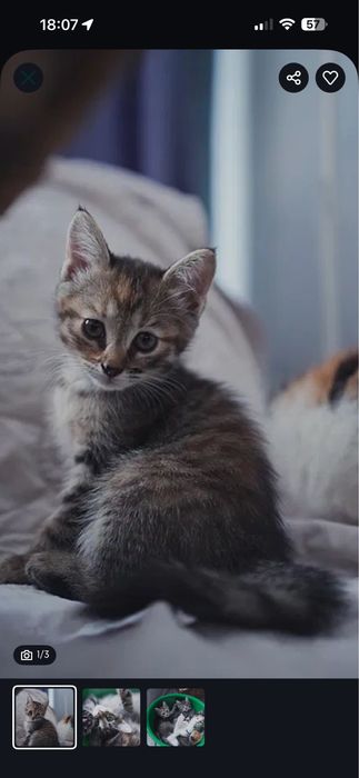 Котята 2 месяца, благородные