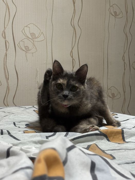 Отдам красивую кошечку