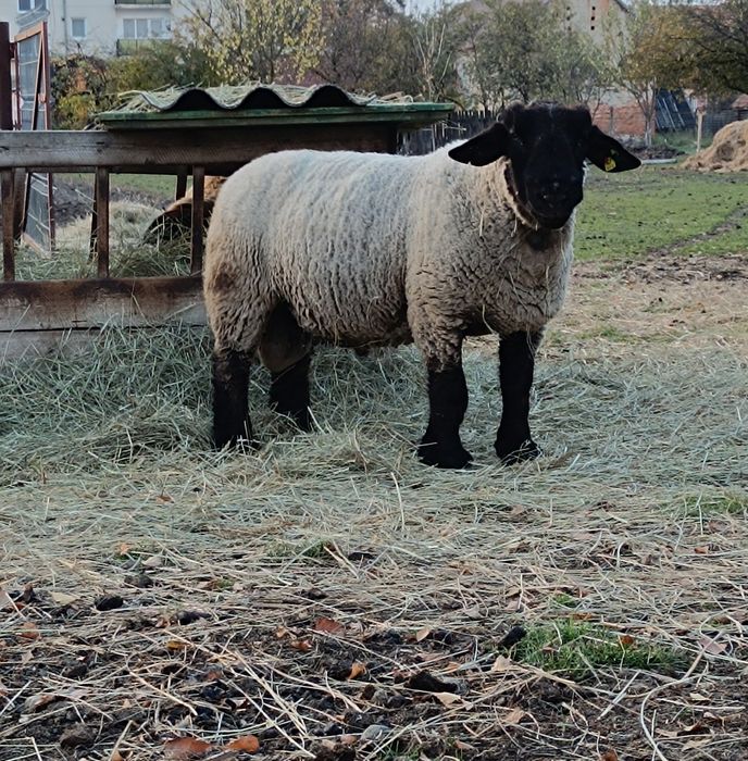 Mielute si berbecutii Suffolk