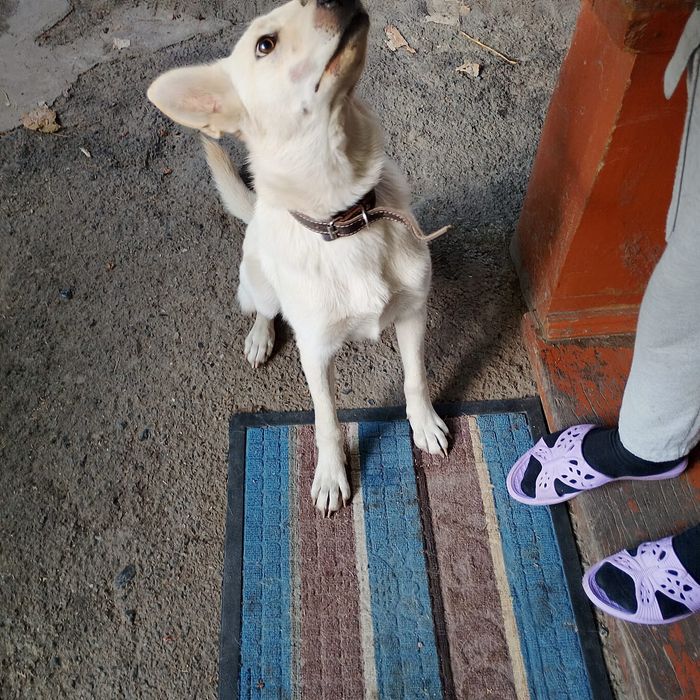 Пристраивается собачка