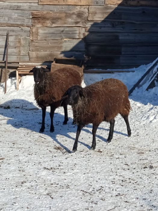 Продам баранов..