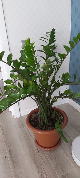 Продам комнатный цветок