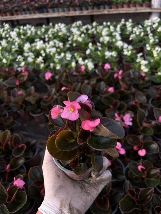 Flori de gradina: begonie, creiță, gura leului, verbena etc