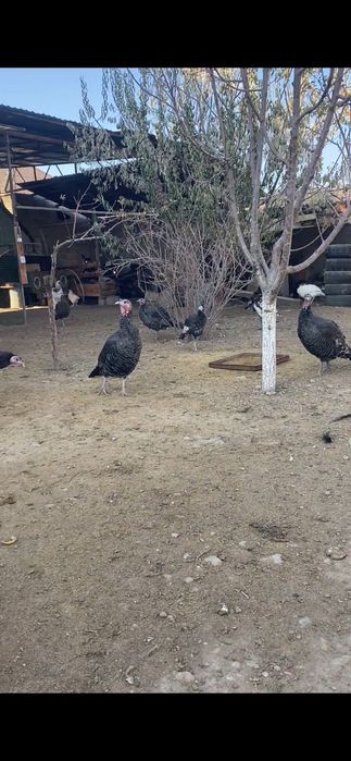 Түйе тауықтар ЕТ / Индюки МЯСО