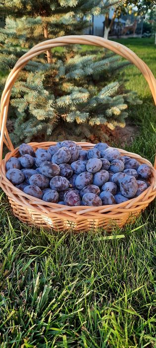 Prune  de vânzare