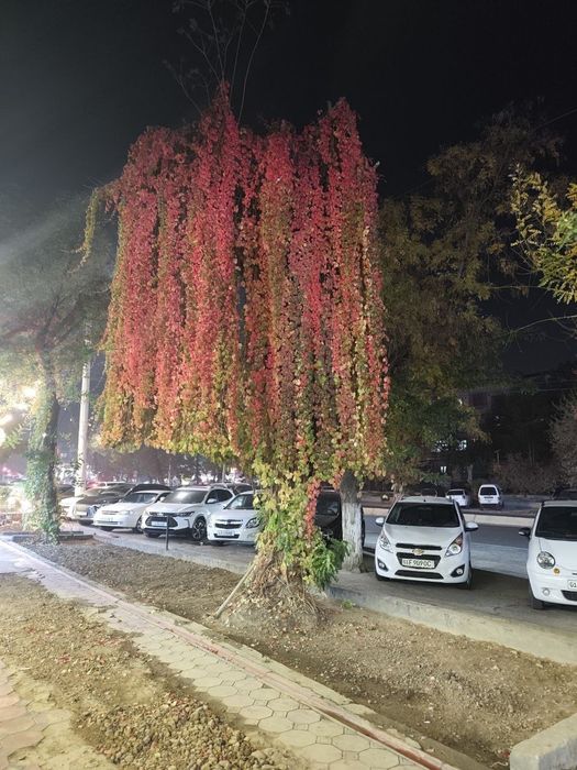 Ассалому алейкум ландшафт хизмати дзюдо