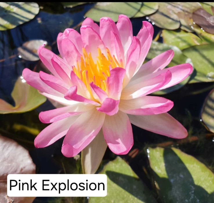 Сортови Водни лилии и тор за тях