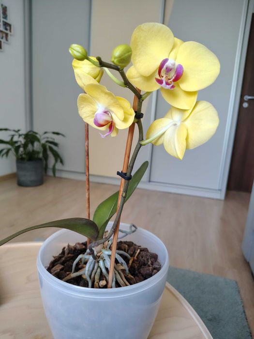 Orhidee Phalaenopsis in ghiveci - înflorita, planta sănătoasa