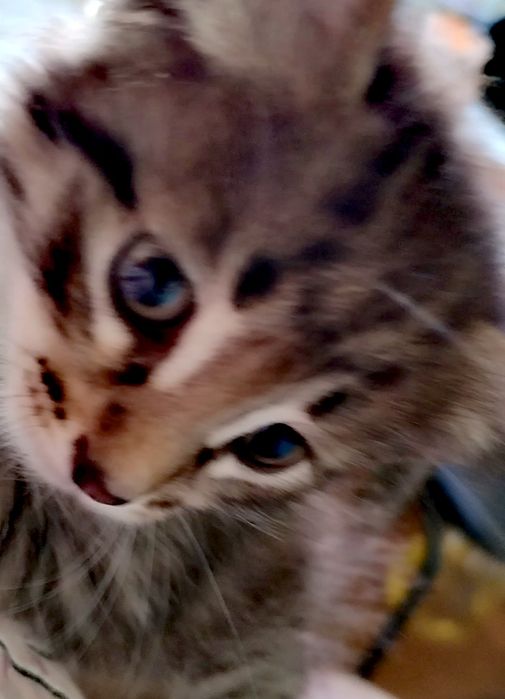 Чудный, красивый котёнок .