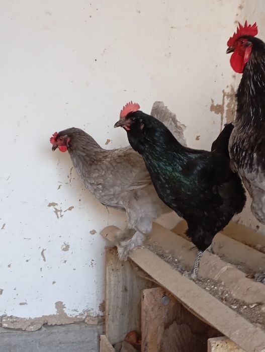 Брама хуроз ва товуги