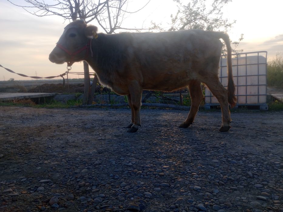 Sigir boqilgan  go‘shtga tayyor