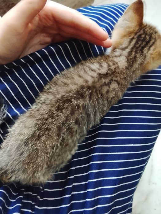 Отдам котенка 3 месяца