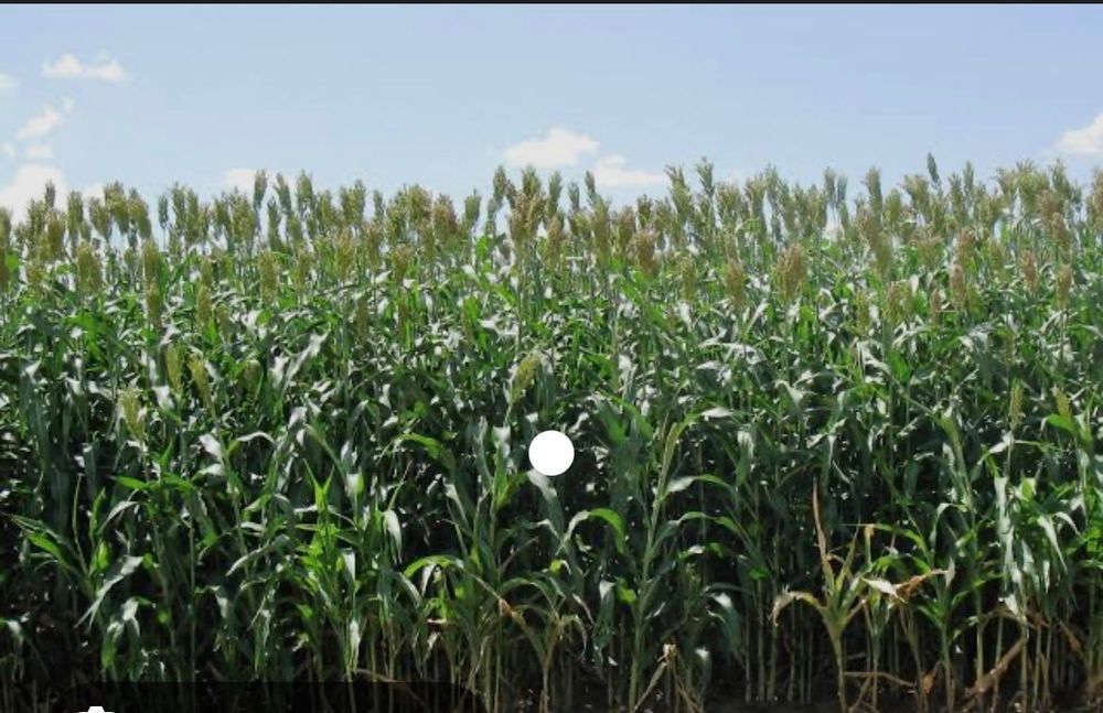 Samanta sorg de siloz/samanta sorg de sudan