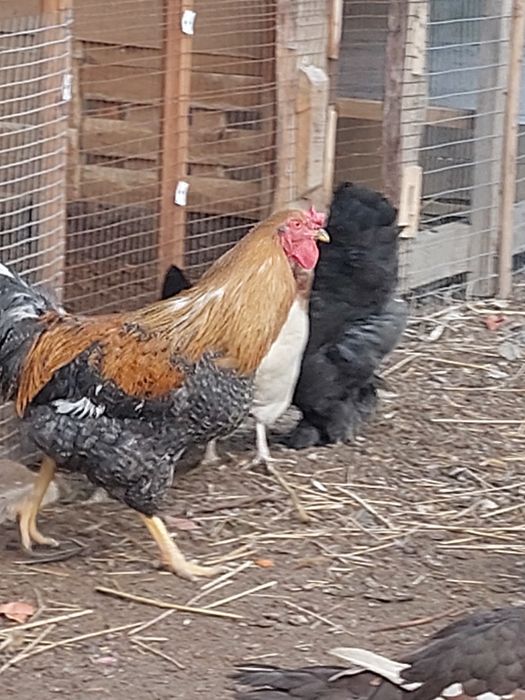 Кораз сатылады  ссс