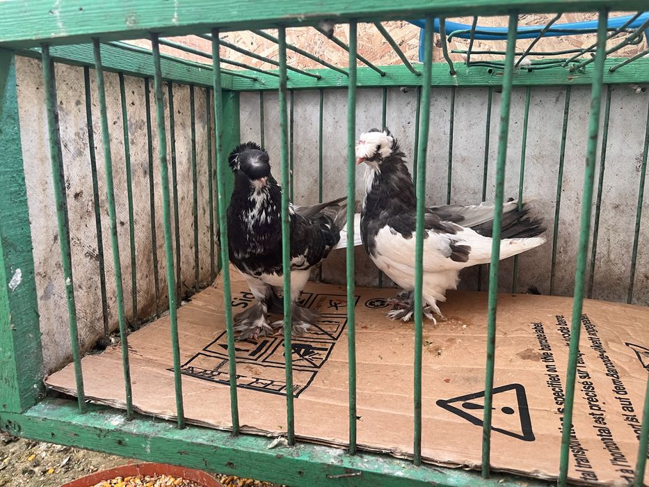 Porumbei jucatori de botosani