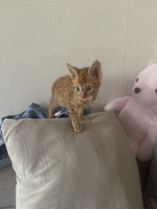 отдам котенка 2 месяца