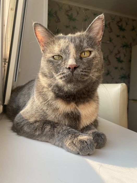 Кошка в поисках дома