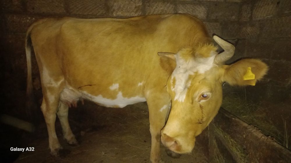 Продам, двойных, коров.