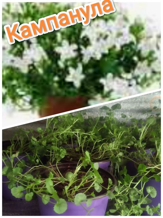 Комнатные растения