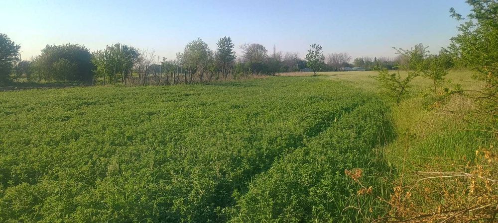 Oază de liniște la 15 min de A3 – Teren 3200mp, utilități funcționale, Merii Petchii