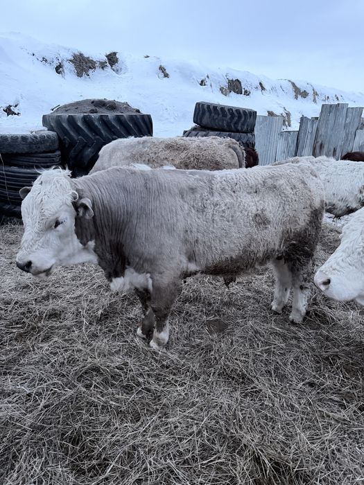 Продаю быка на племя .