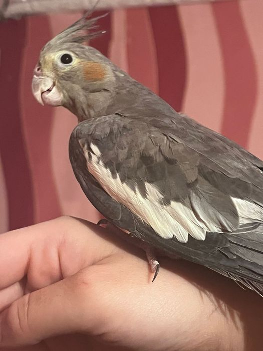 Продам Попугаев породы Корелла, мальчик и девочка.