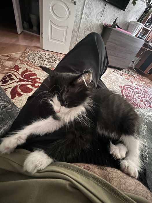 Отдаем кота бесплатно
