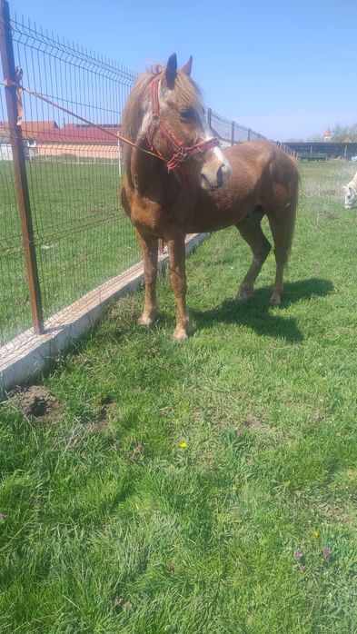 Vând cal castrat de 8 ani garantat de ham