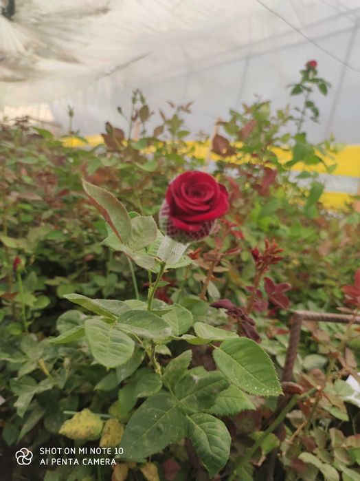 Агро вата для выращивание томатов, огурцы, баклажаны, сладкий перец