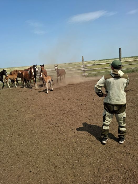 Продам лошадей с жеребятами